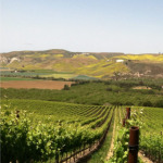 garey-vineyard