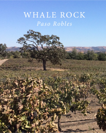 Whale Rock Vineyard